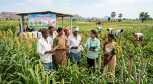 Millet Cultivation Gains Momentum in Kurnool
