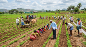 Groundnut Cultivation Expands Across Kurnool District